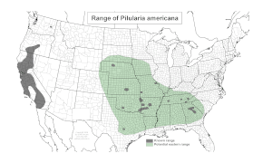 Área de distribución de Pilularia americana