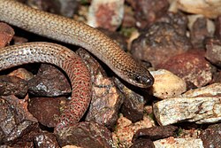 Pink-tailed Worm-lizard (Aprasia parapulchella) (9105324205).jpg