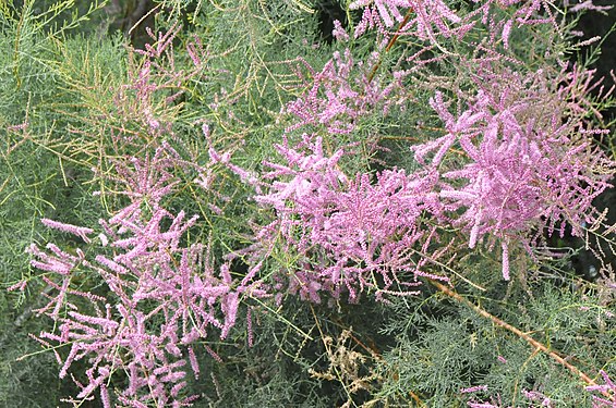 Unidentified flowers, France