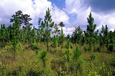 Сосновые болота. Сосна Болотная длиннохвойная. Pinus palustris. Сосна Pinus palustris. Североамериканская Болотная сосна.