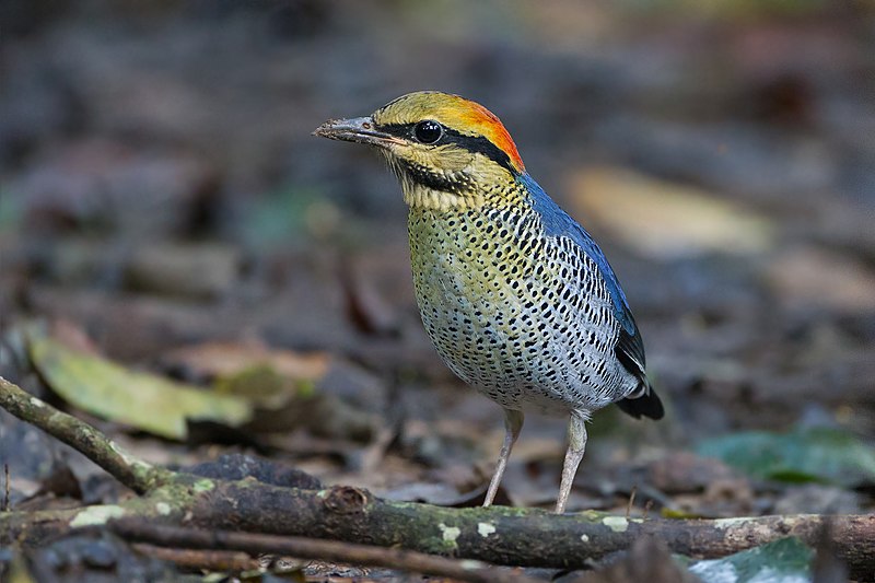 File:Pitta cyanea 1 - Khao Yai.jpg