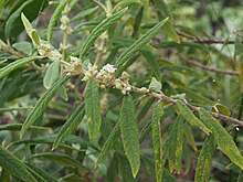 Pityrodia salviifolia.jpg 