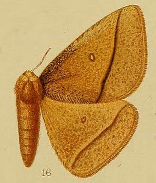 <i>Decachorda</i> Genus of moths