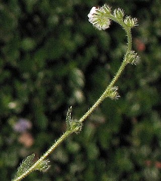<i>Plagiobothrys collinus</i> Species of flowering plant