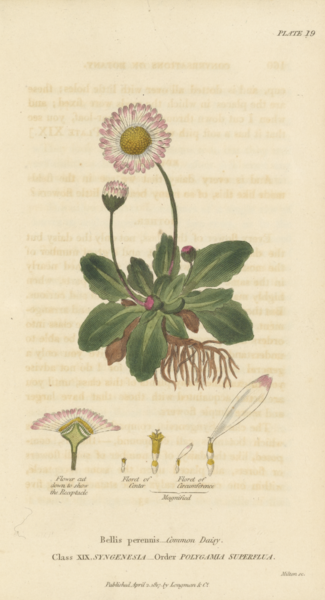 File:Plate 19 Bellis Perennis - Conversations on Botany-1st edition.tiff