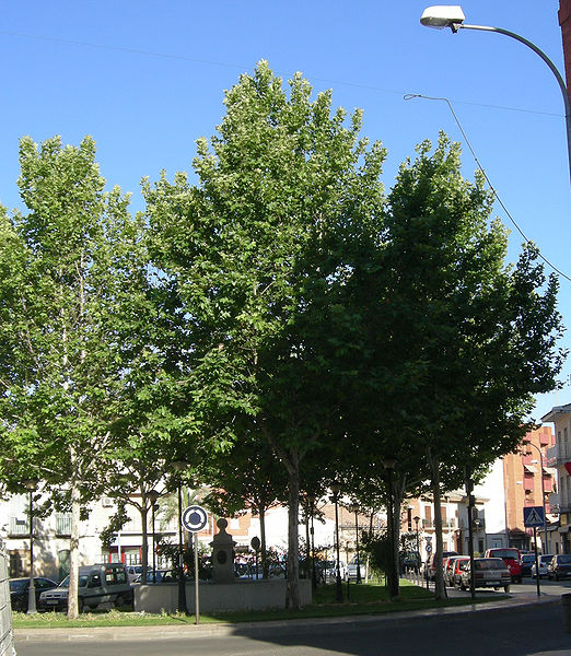 File:Plaza Caño Nuevo.jpg