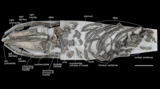 <i>Plesiobalaenoptera</i> Extinct genus of mammals