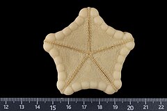 File:Plinthaster untiedtae (MNHN-IE-2007-3993) 03.jpg (Category:Echinodermata in the Muséum national d'histoire naturelle)