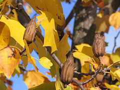 Golden autumn leaves and seed cones