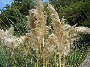 Plumeiro Da Pampa - Inflorescencia