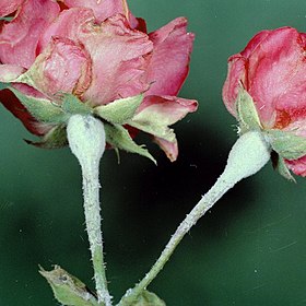 Przykładowy obraz sekcji Oïdium du rosebush