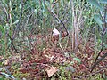 Pogonia ophioglossoides