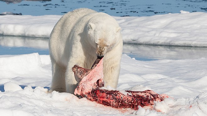 Solitary predator: a polar bear feeds on a bearded seal it has killed.