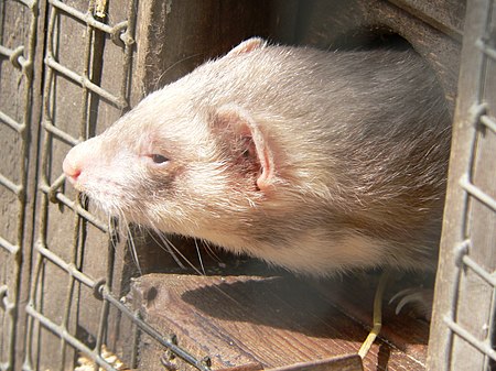 Polecat in the light.jpg