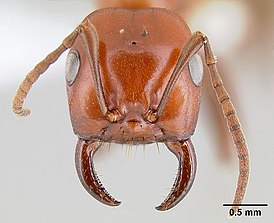 Polyergus breviceps