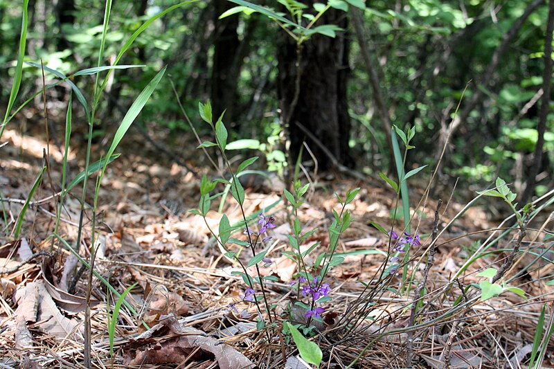 File:Polygala japonica 2.JPG