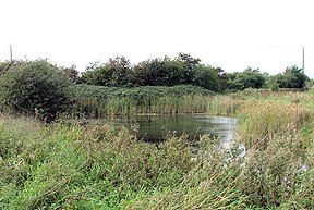 An overgrown pond