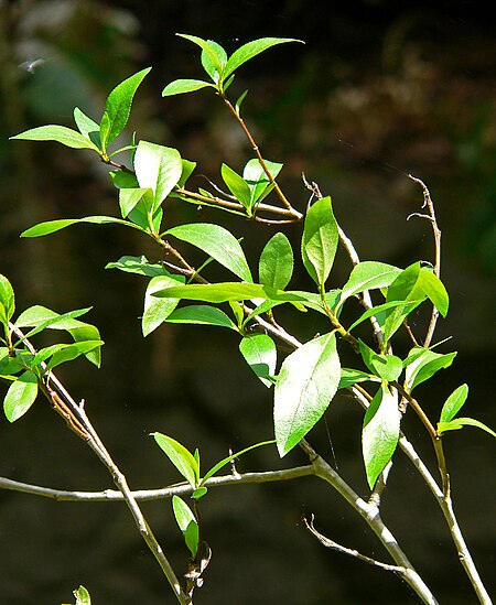 Populus_angustifolia