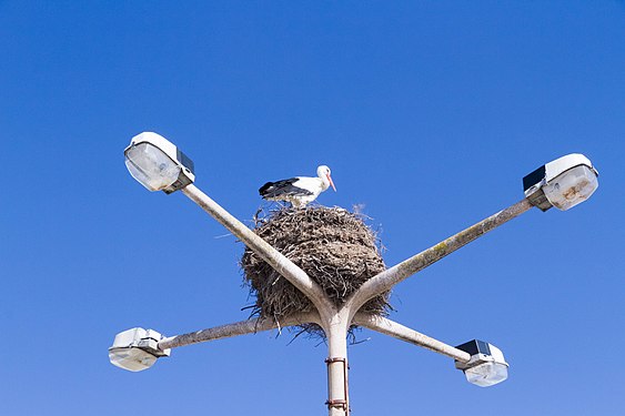 Storchennest in Faro, Portugal