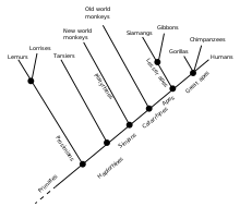 Cladogram of modern primate groups; all tarsiers are haplorhines, but not all haplorhines are tarsiers; all apes are catarrhines, but not all catarrhines are apes; etc. Primate cladogram.svg