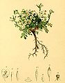 Pritzelago alpina (Hutchinsia alpina)