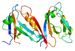 חלבון SNTA1 PDB 1qav.png