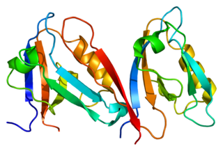 <span class="mw-page-title-main">Syntrophin, alpha 1</span> Protein-coding gene in the species Homo sapiens