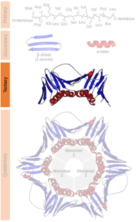 <span class="mw-page-title-main">Protein tertiary structure</span> Three dimensional shape of a protein