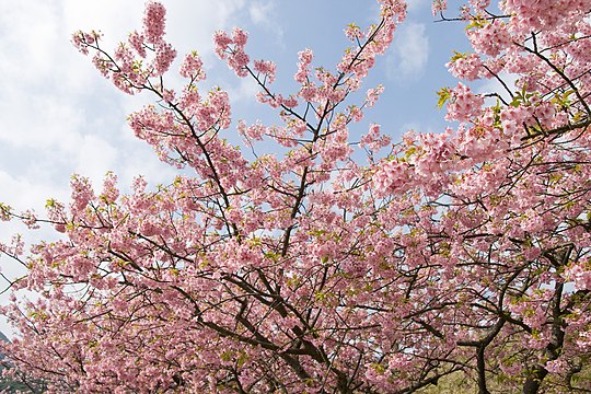 Kawazu Cherry blossom Kamo District Kawazu