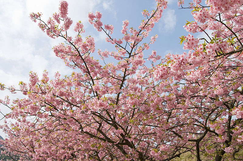 File:Prunus lannesiana cv. Kawazu-zakura 05.jpg