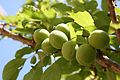 Unripe plum fruits