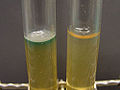 Prova in vitro di Pseudomonas aeruginosa. Si noti la produzione di piocianina nella provetta di sinistra.