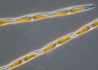 <i>Pseudo-nitzschia</i> Genus of marine planktonic diatoms