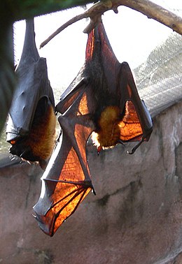 Malajinė skraidančioji lapė (Pteropus vampyrus)