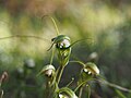 Pterostylis divaricata Australia Gara Gorge