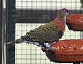 Superb Fruit-dove (Ptilinopus superbus superbus)