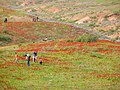 Vignette pour Société pour la protection de la nature en Israël