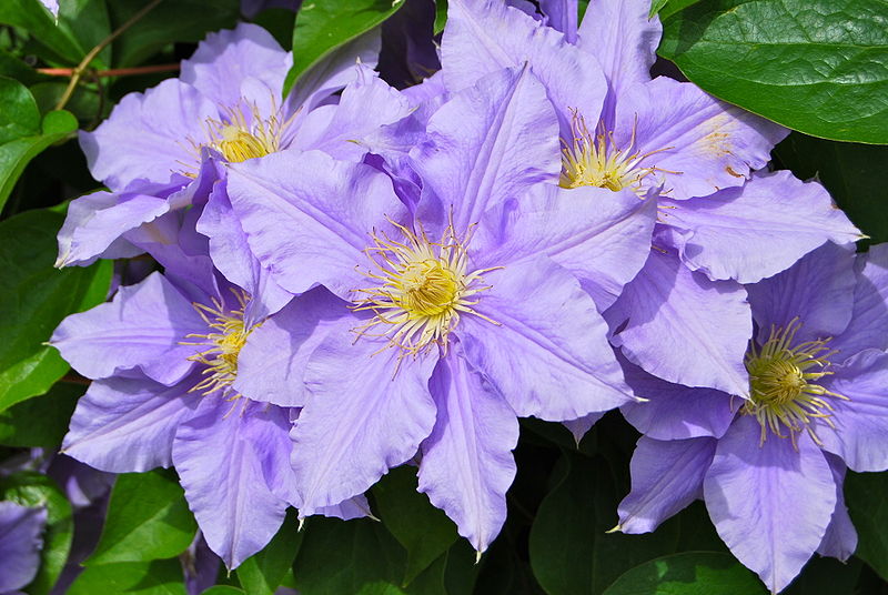 File:PurpleClematis1.jpeg