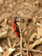 Pyrochroa coccinea