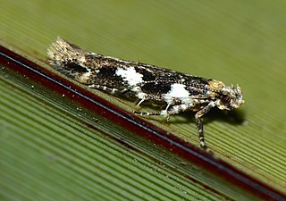 <i>Pyroderces deamatella</i> Species of moth