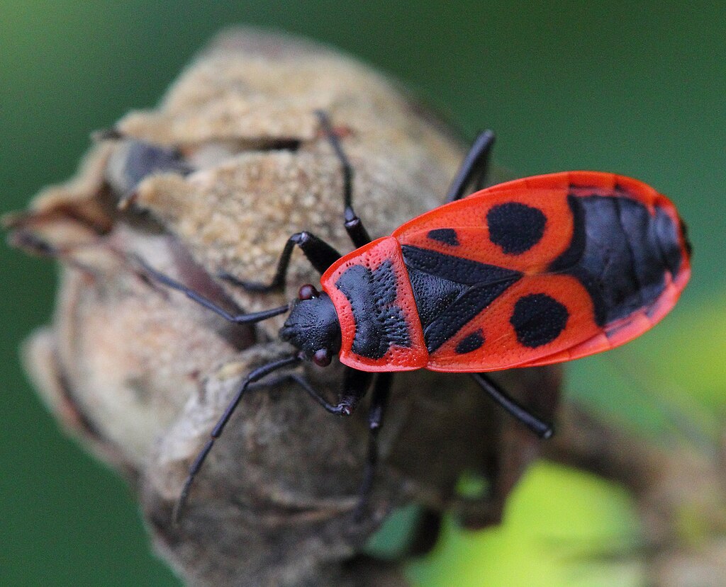 Pyrrhocoris apterus on hibiscus2-Clapiers-4869~2015 10 04.JPG