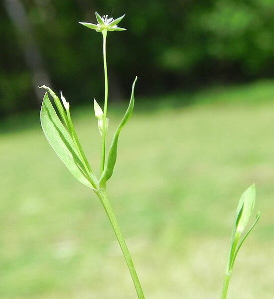 File:Quellsternmiere Stellaria alsine (2).JPG