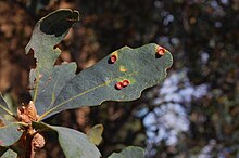 Galls on leaf Quercus douglasii-Galls.jpg