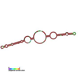 Small nucleolar RNA MBI-1