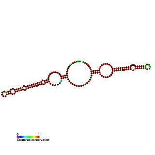 <span class="mw-page-title-main">Small nucleolar RNA MBI-1</span>