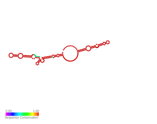 <span class="mw-page-title-main">Lig RNA thermometer</span> Non-coding RNA in Leptospira interrogans