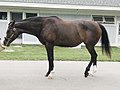 Thumbnail for File:Rachel Alexandra (cropped).jpg