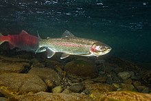 Rainbow trout 01.jpg