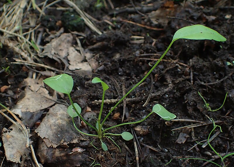 File:Ranunculus flammula kz08.jpg