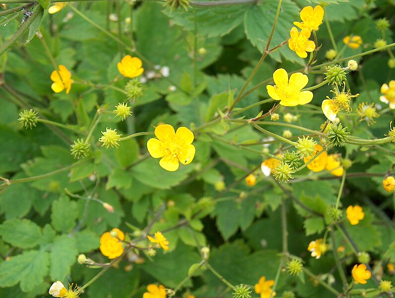 File:Ranunculus lanuginosus Villaleinikki H6187 C.jpg